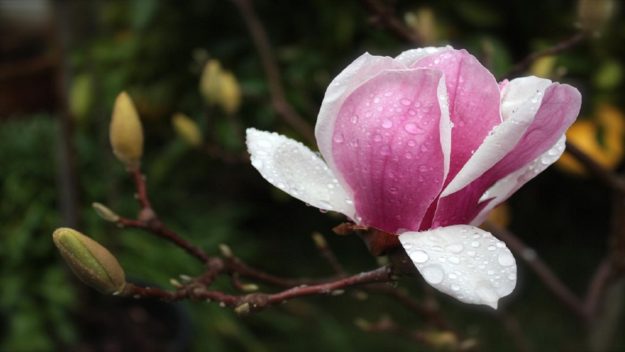 25……..04……..259