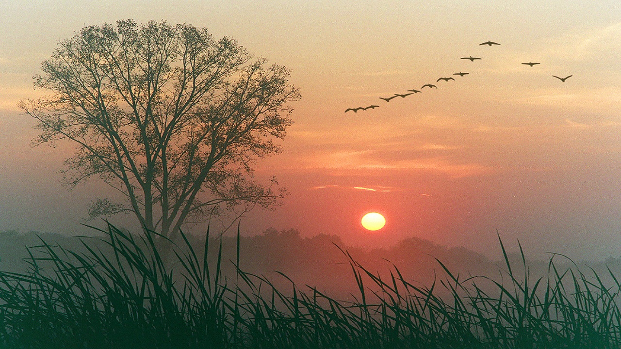Стих гаснет вечер. Птицы на Восходе солнца. Чудесный закат. Рассвет солнца.