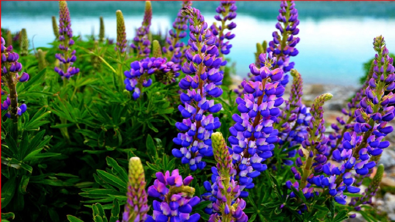 Lupine