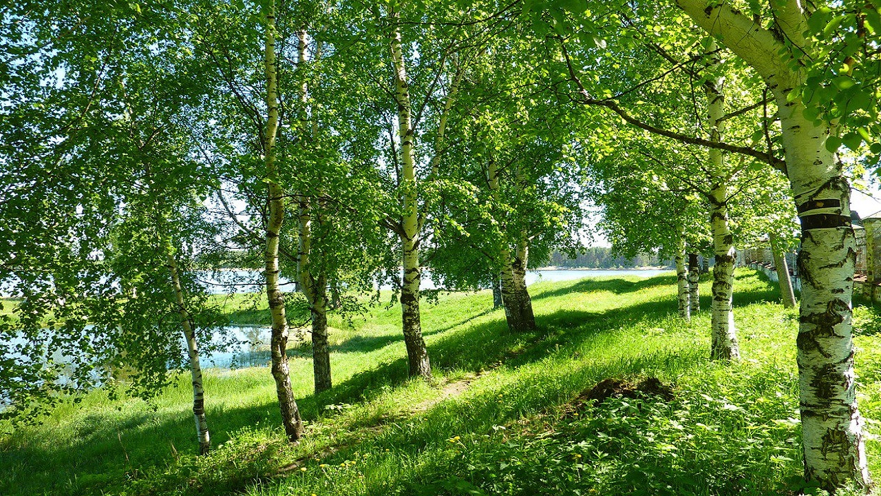 В роще пел соловушка картинка