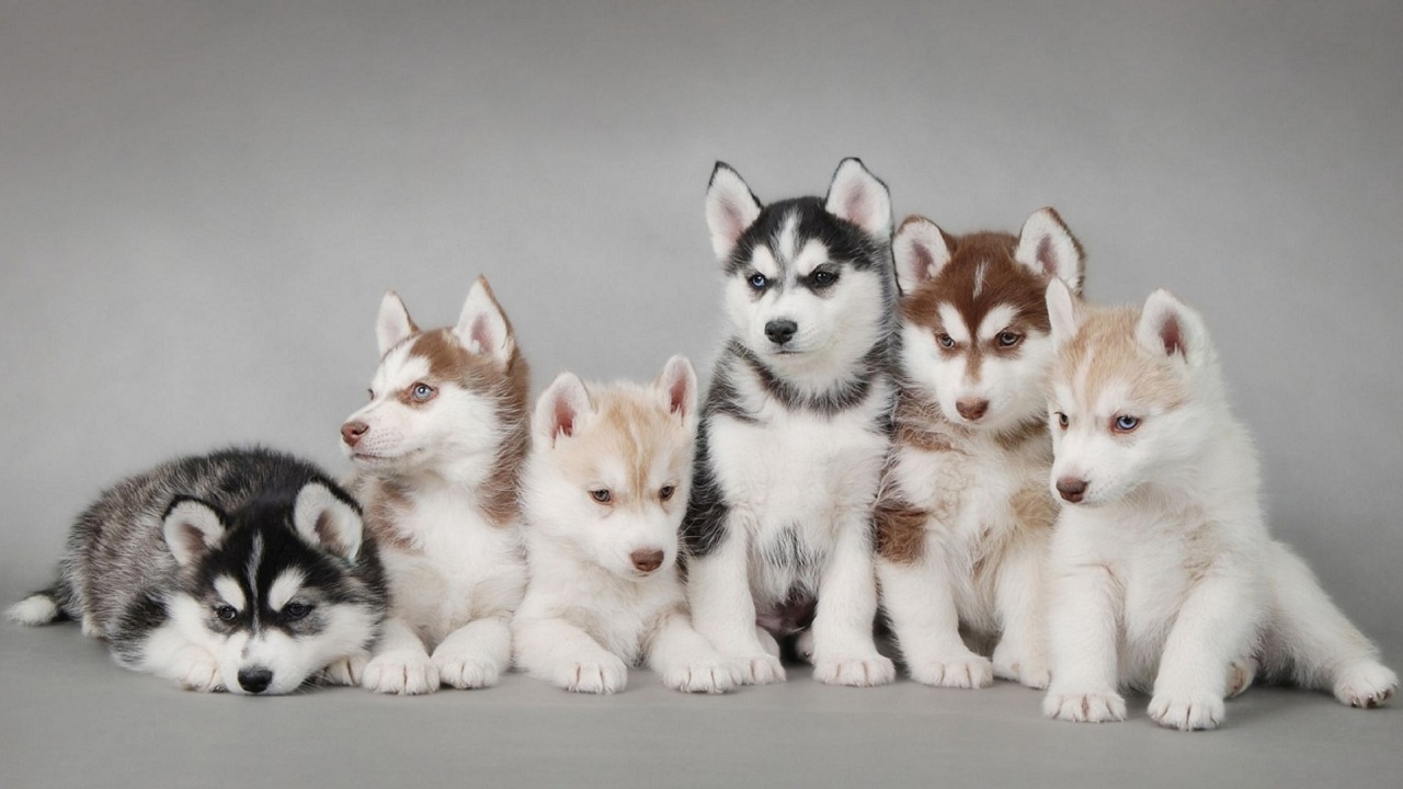 19……..06…..259