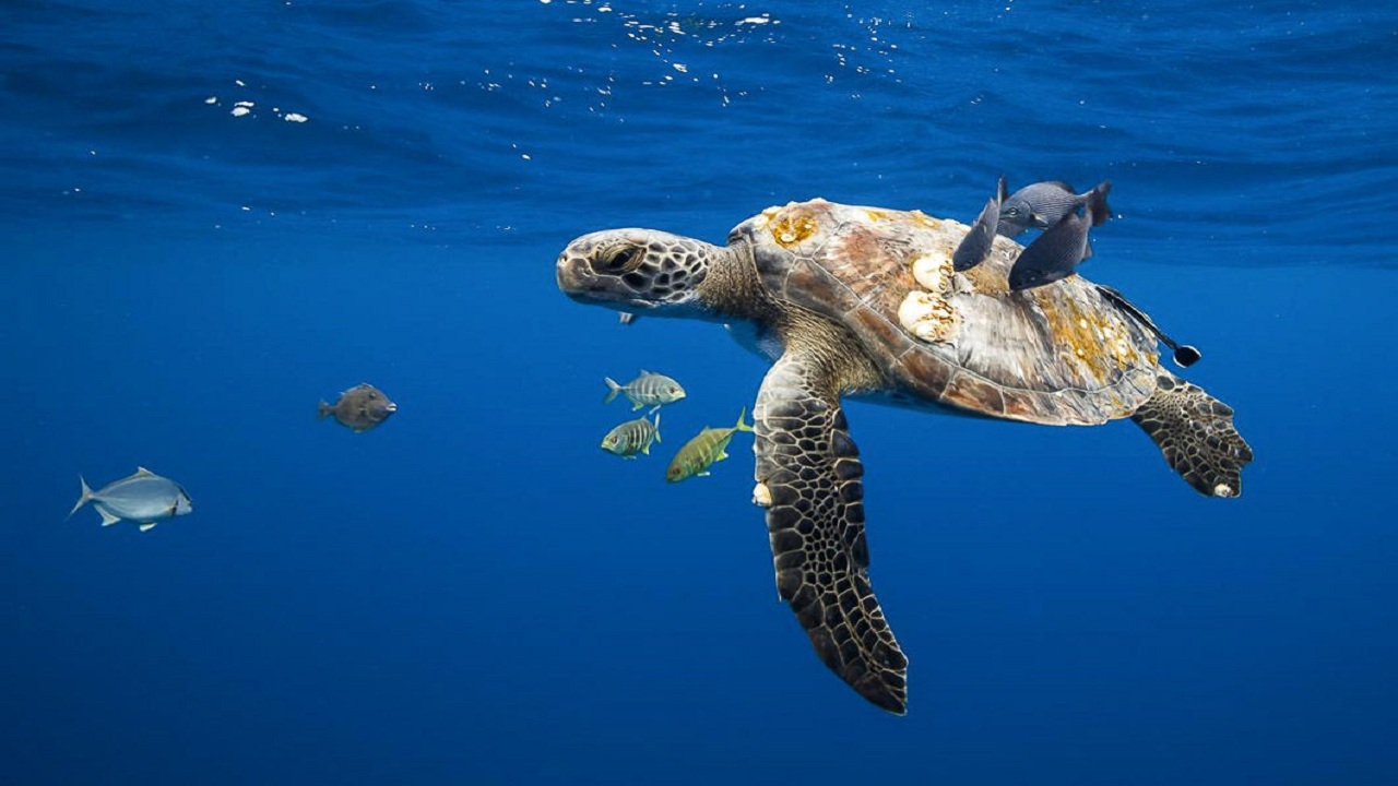 Tortuga en el mar