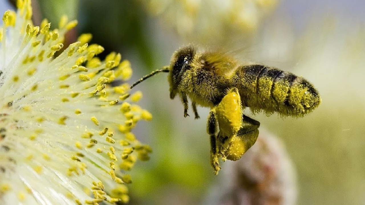 Цв пыльца. Пыльца обножка. Пыльца пчелиная. Пчелиная обножка. Хоботок пчелы.