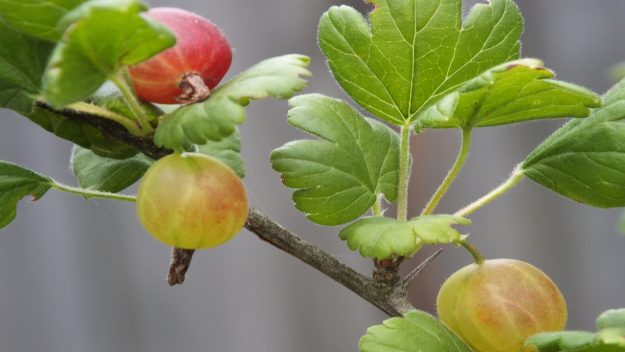 25…….03…….248