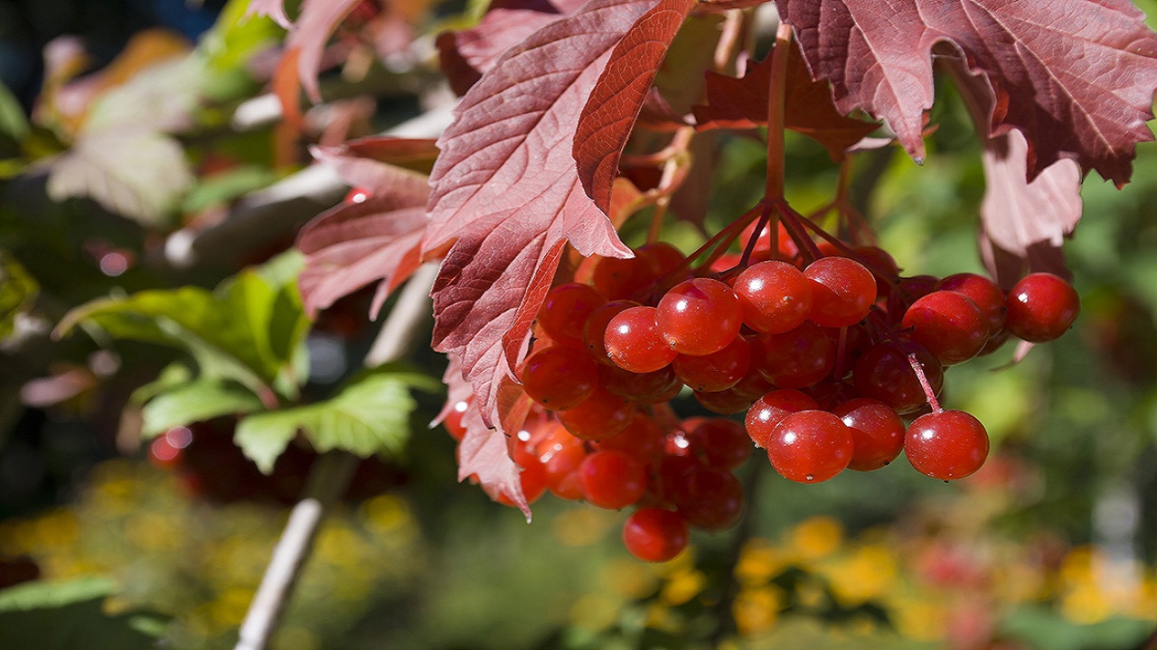 Калина фото. Калина (Viburnum). Калина красная дерево. Калина обыкновенная Вигоровская. Калина обыкновенная Изобильная.